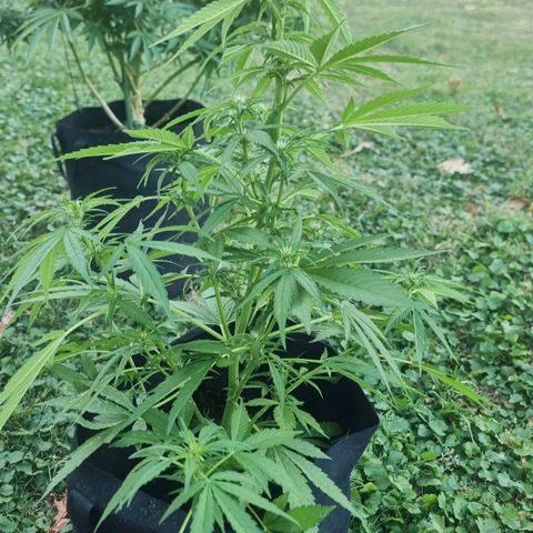 White Widow CBD (Outdoors) growlog timeline photo