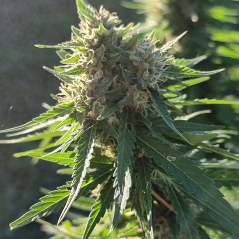 White Widow CBD (Outdoors) growlog timeline photo