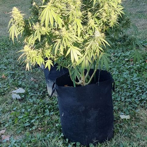 White Widow CBD (Outdoors) growlog timeline photo