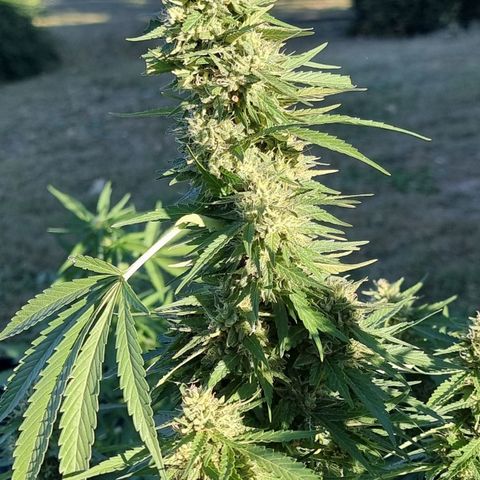 White Widow CBD (Outdoors) growlog timeline photo