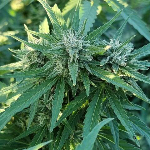 White Widow CBD (Outdoors) growlog timeline photo