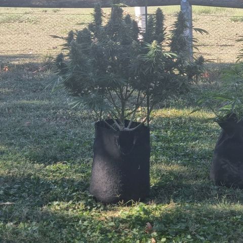 White Widow CBD (Outdoors) growlog timeline photo