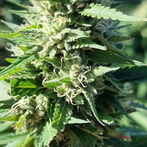 White Widow CBD (Outdoors) growlog timeline photo