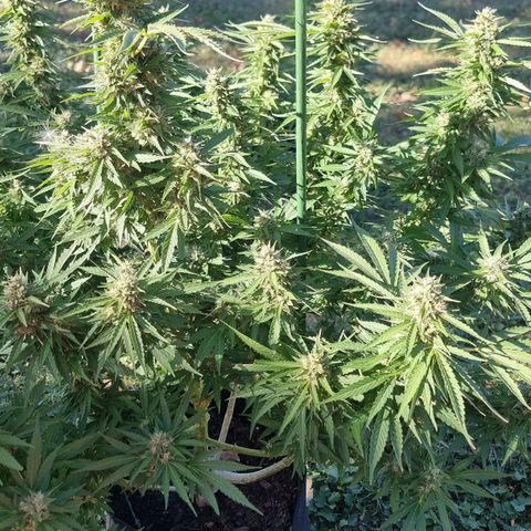 White Widow CBD (Outdoors) growlog timeline photo
