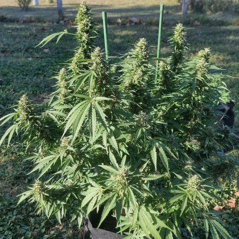 White Widow CBD (Outdoors) growlog timeline photo