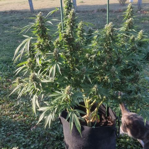 White Widow CBD (Outdoors) growlog timeline photo