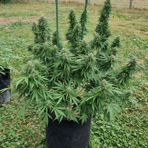 White Widow CBD (Outdoors) growlog timeline photo