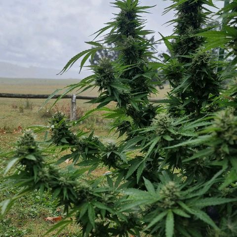 White Widow CBD (Outdoors) growlog timeline photo