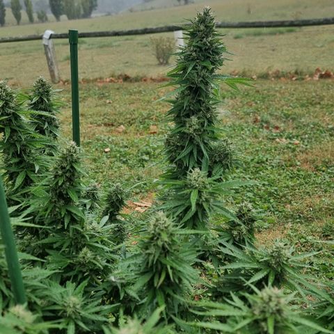 White Widow CBD (Outdoors) growlog timeline photo