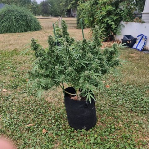 White Widow CBD (Outdoors) growlog timeline photo