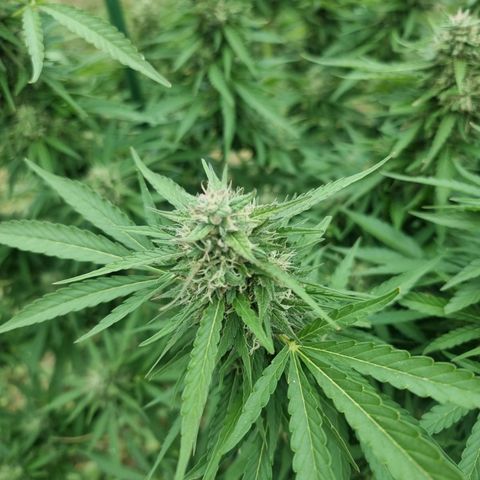 White Widow CBD (Outdoors) growlog timeline photo