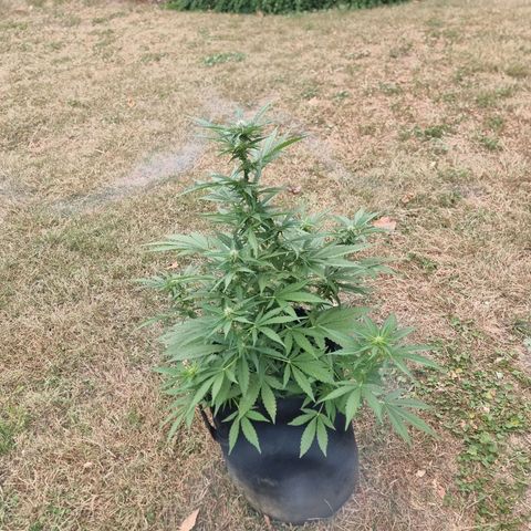 White Widow CBD (Outdoors) growlog timeline photo