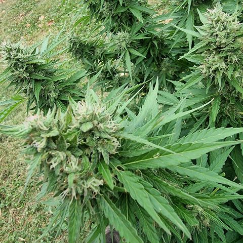 White Widow CBD (Outdoors) growlog timeline photo