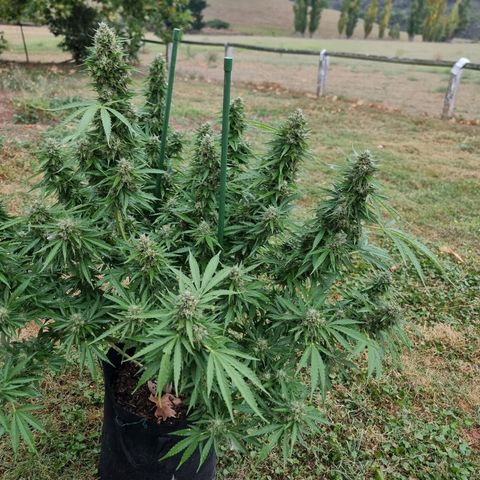 White Widow CBD (Outdoors) growlog timeline photo