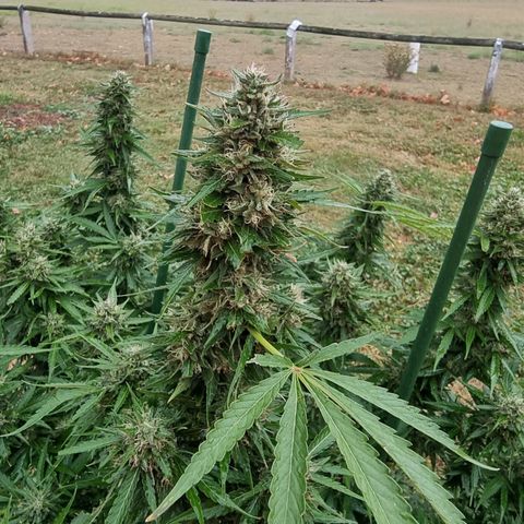 White Widow CBD (Outdoors) growlog timeline photo