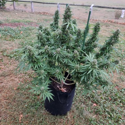 White Widow CBD (Outdoors) growlog timeline photo