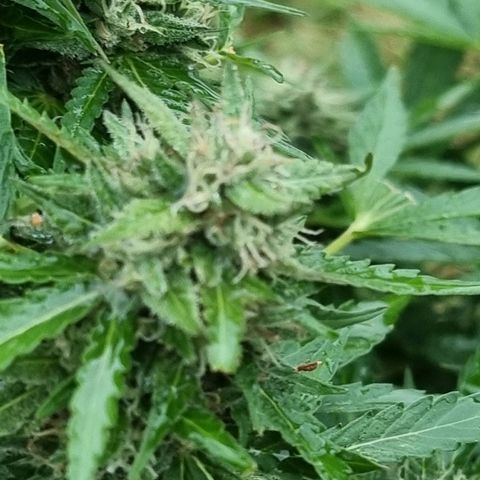 White Widow CBD (Outdoors) growlog timeline photo