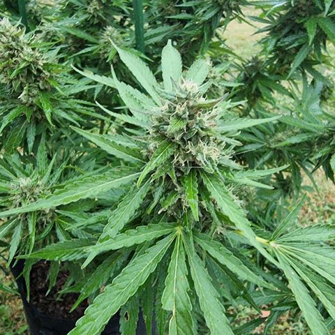 White Widow CBD (Outdoors) growlog timeline photo
