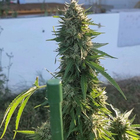 White Widow CBD (Outdoors) growlog timeline photo