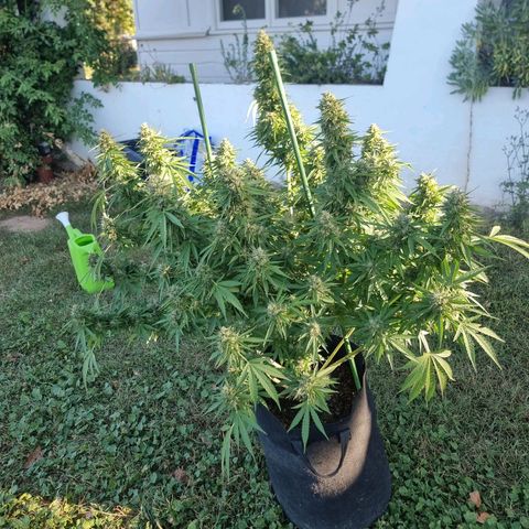 White Widow CBD (Outdoors) growlog timeline photo