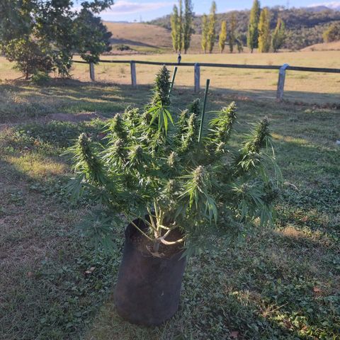 White Widow CBD (Outdoors) growlog timeline photo