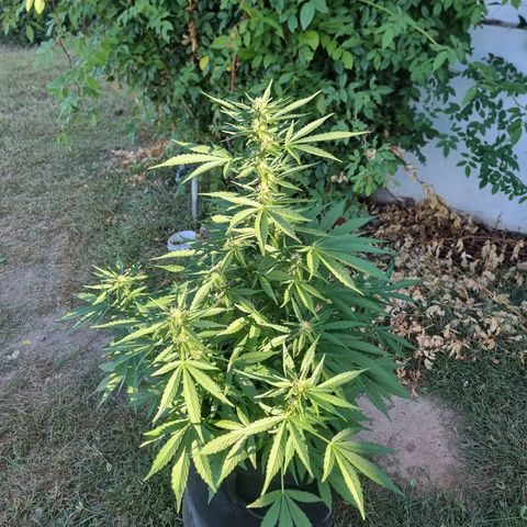 White Widow CBD (Outdoors) growlog timeline photo