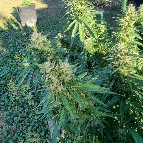 White Widow CBD (Outdoors) growlog timeline photo