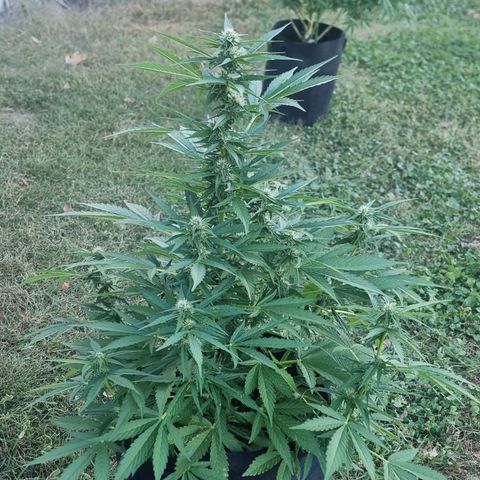 White Widow CBD (Outdoors) growlog timeline photo