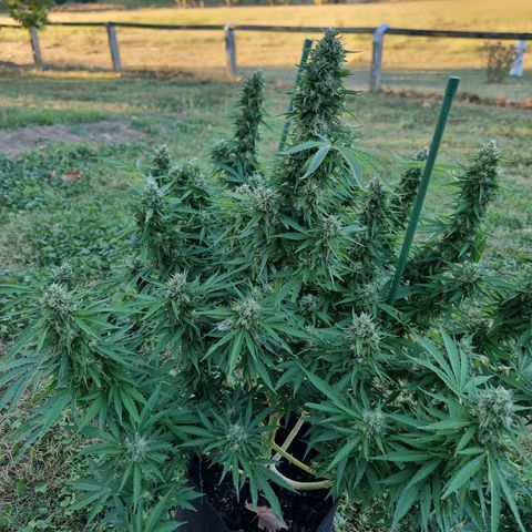 White Widow CBD (Outdoors) growlog timeline photo