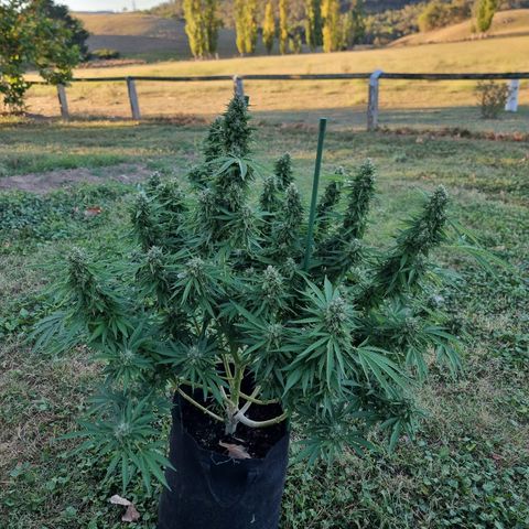 White Widow CBD (Outdoors) growlog timeline photo