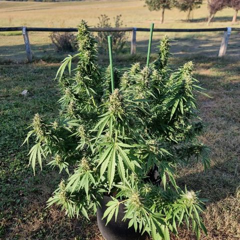 White Widow CBD (Outdoors) growlog timeline photo