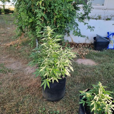 White Widow CBD (Outdoors) growlog timeline photo