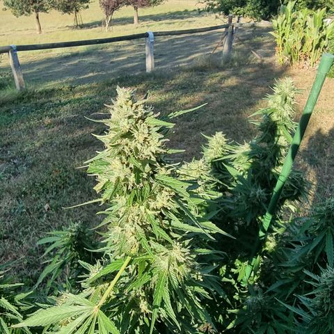 White Widow CBD (Outdoors) growlog timeline photo