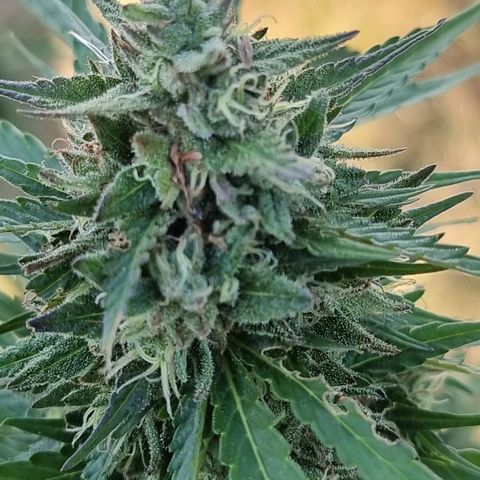 White Widow CBD (Outdoors) growlog timeline photo