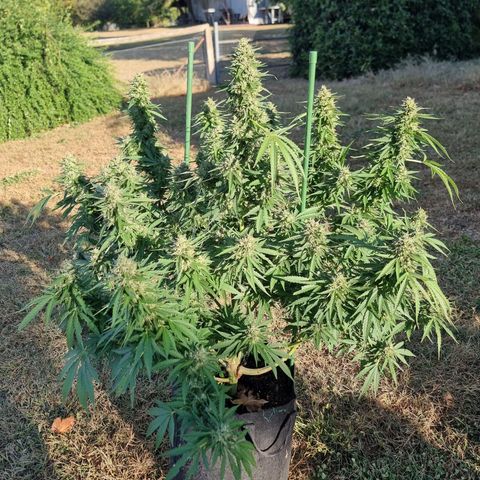 White Widow CBD (Outdoors) growlog timeline photo