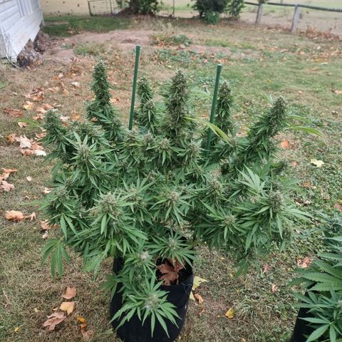 White Widow CBD (Outdoors) growlog timeline photo