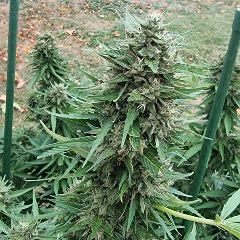White Widow CBD (Outdoors) growlog timeline photo