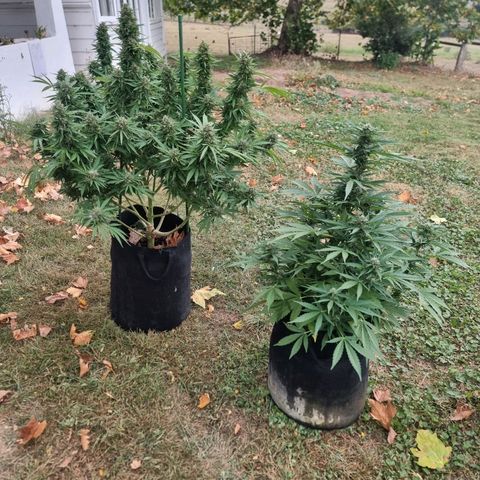White Widow CBD (Outdoors) growlog timeline photo