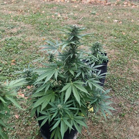 White Widow CBD (Outdoors) growlog timeline photo