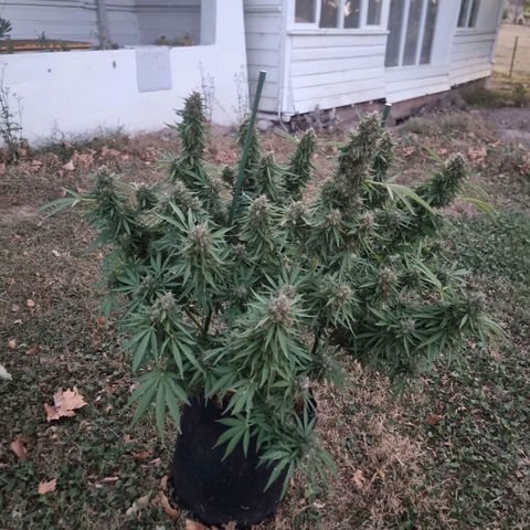 White Widow CBD (Outdoors) growlog timeline photo