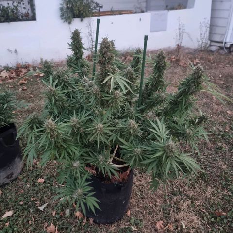 White Widow CBD (Outdoors) growlog timeline photo