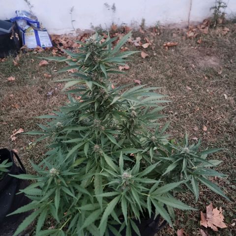 White Widow CBD (Outdoors) growlog timeline photo