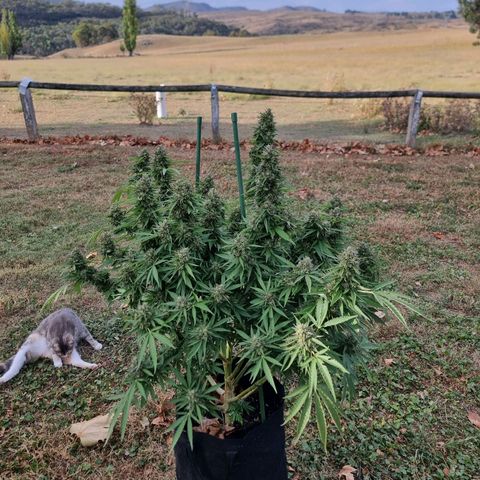 White Widow CBD (Outdoors) growlog timeline photo