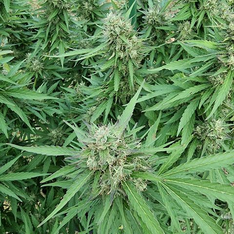 White Widow CBD (Outdoors) growlog timeline photo