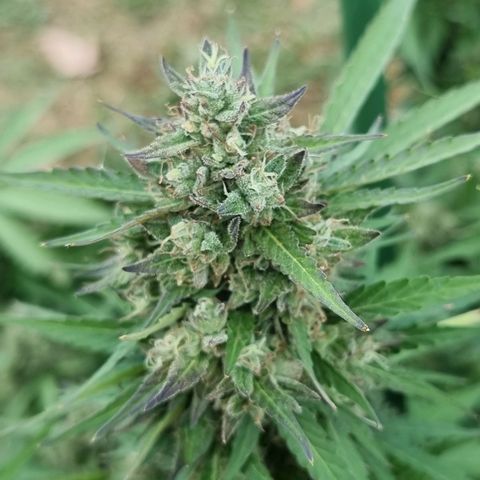 White Widow CBD (Outdoors) growlog timeline photo