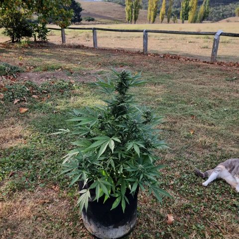 White Widow CBD (Outdoors) growlog timeline photo
