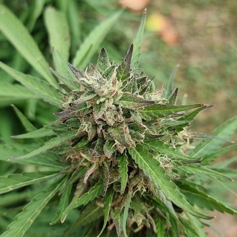 White Widow CBD (Outdoors) growlog timeline photo