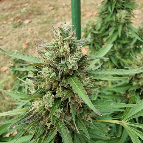 White Widow CBD (Outdoors) growlog timeline photo