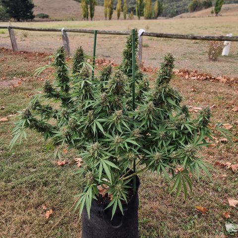 White Widow CBD (Outdoors) growlog timeline photo