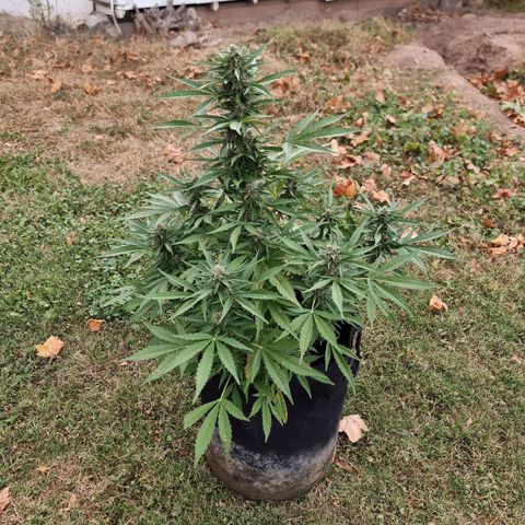White Widow CBD (Outdoors) growlog timeline photo
